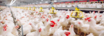 Poultry & Animal Health
